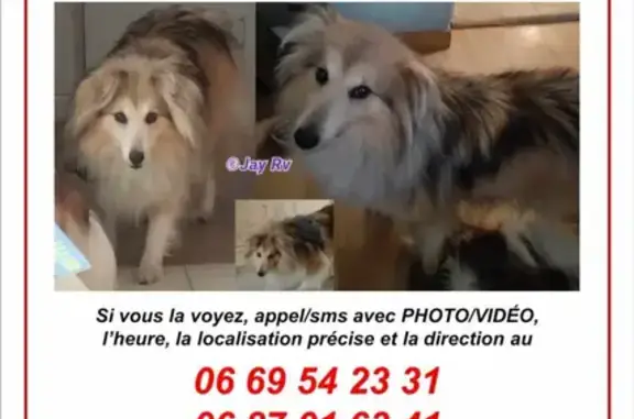 Chien perdu Pontgouin, photo : Lost Shetland Shepherd: Fearful, 7-year-old female, tan color, chipped, last seen on Rue du Pont de l'Aumône, Pontgouin