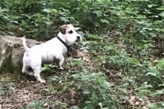 Lost Terriers: Beloved Family Dogs Missing in Alresford, UK