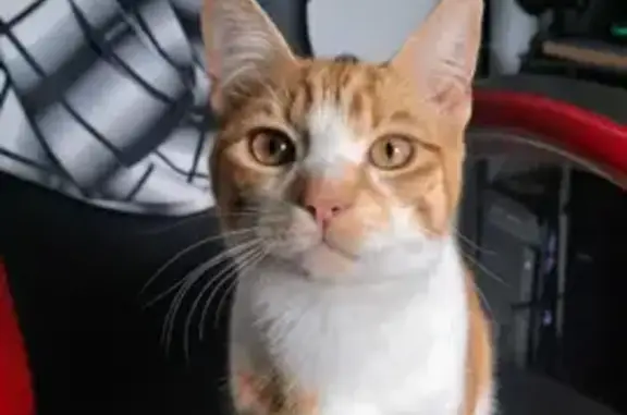 Desperate: Help Find Mango, Missing Ginger Cat