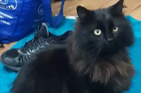 Lost Black Male Cat: Microchipped, Purple Collar, Call Brett