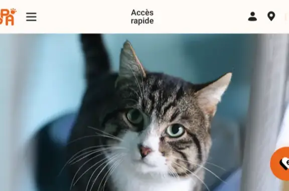 Chat perdu, Colombes, photo: Lost male tiger-striped cat, 5.5kg, white face and chest