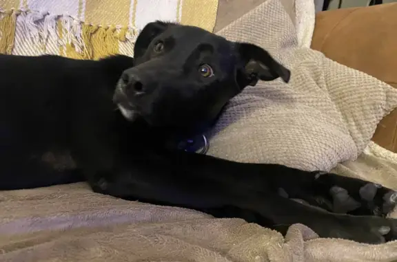 Lost Black Lab Mix: Scared Rescue Dog Escapes on Cassandra Road