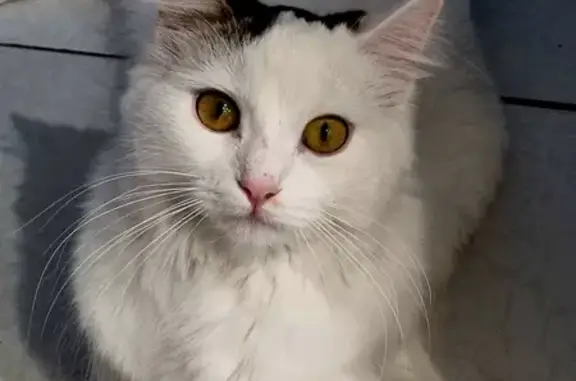 Chat perdu, Aulnay-sous-Bois, photo: Lost White European Cat with Striped Tail - Aulnay-sous-Bois