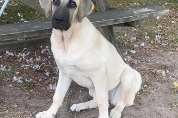 Chien perdu Luché-Pringé, photo : Lost Dog: Red Anti-Fugue Collar. No news despite our efforts.