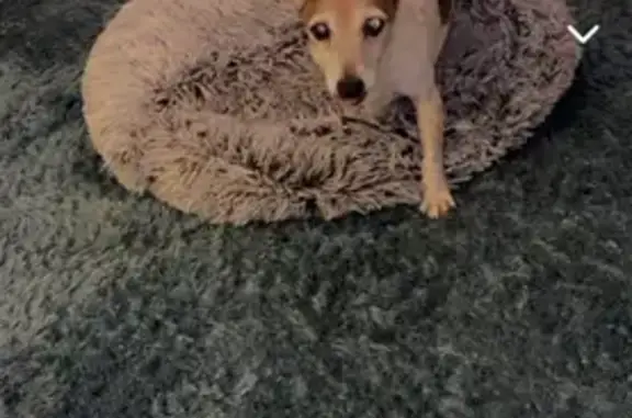 Lost Female Jack Russell: White/Brown Spots - Justine Ave, Lake Macquarie