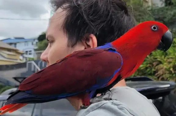 Lost Eclectus Parrot: Help Find Portia!