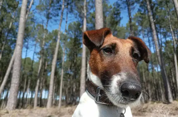 Chien perdu Châtillon-en-Diois, photo : Chien Foxe terrier femelle perdu à Châtillon-en-Diois