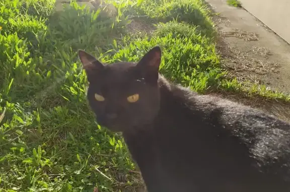Animaux perdus Bussac-Forêt, photo: Chat noir sourd, col blanc, disparu le 4 octobre, Rue Garceau, Bussac-Forêt.