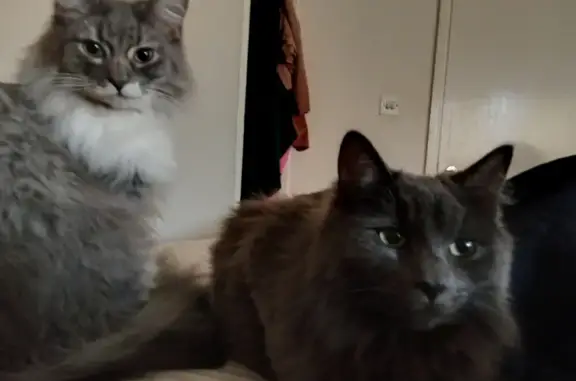 Lost: Fluffy Grey Cat, Neutered, Sweet - Southey Hall Drive