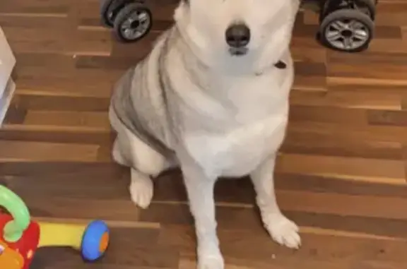 Lost: 5yo Female Husky x Malamute, White & Grey, Brown Eyes