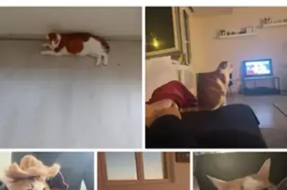 Animaux perdus Strasbourg, photo: Chat disparu à Strasbourg