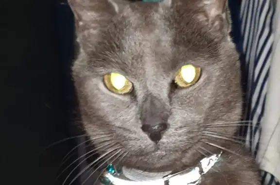 Lost: Gray Female Russian Blue Cat in Matthews Square