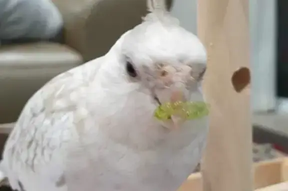 Lost Bird Coco: White Cockatiel with Grey Spots | Adelaide