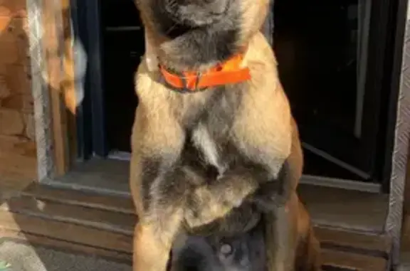 Animaux perdus Bellegarde, photo: Chien Malinois beige disparu à Bellegarde