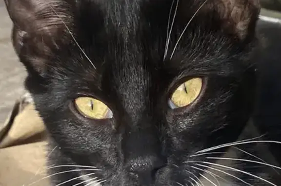Chaton trouvé - Non tatoué, non pucé, femelle, 5 mois, très affectueuse - Wasquehal - photo
