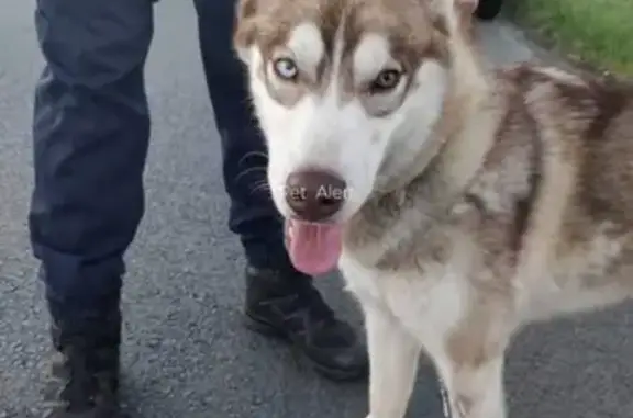 Animaux perdus Pouillé, photo: Husky disparu, yeux verron, collier bleu, Pouillé 85570