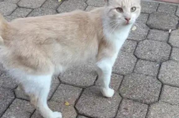 Animaux trouvés Listrac-Médoc, photo: Chat trouvé sociable, Rue Maxime Hostein, Listrac-Médoc