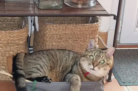 Chat perdu, Clamart, photo: Chat disparu, Tigré noir, 10 ans, collier rouge