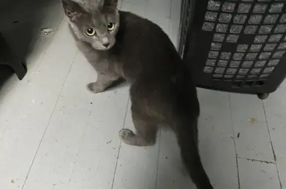 Chat trouvé, 1 an, gris foncé, affectueux, effrayé, urgence ! - photo