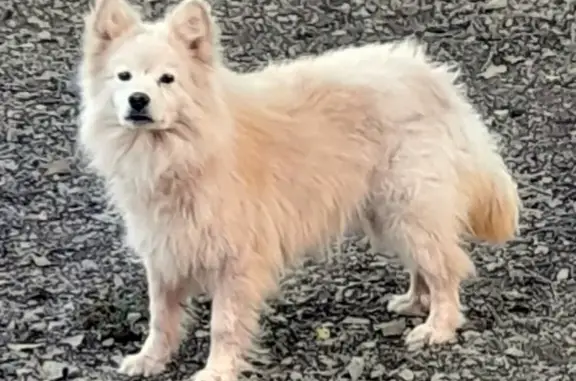 Chien finnois Laponie disparu, Mairie Pipriac - photo