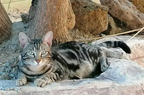 Animaux perdus Colombiers, photo: Chat perdu Tigré, tatoué, pucé