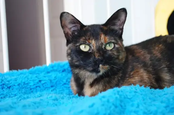 Adorable Tortie: Missing Cat, Age 7