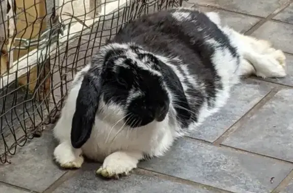 Lost Dwarf Half Lop Bunny: Gen...