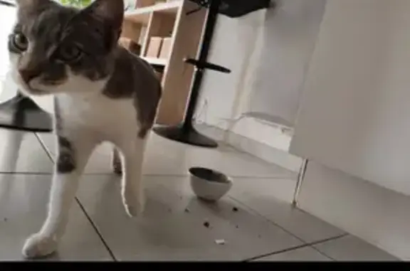Chat perdu, Auray, photo: Chat européen femelle 1 an et demi, collier noir manquant, disparue depuis lundi après-midi, Rue des Maraîchers, Auray.