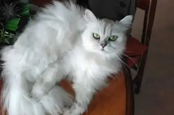 Animaux perdus Biarritz, photo: Chat Persan femelle disparu, poil blanc et gris. Biarritz, rue Négresse.