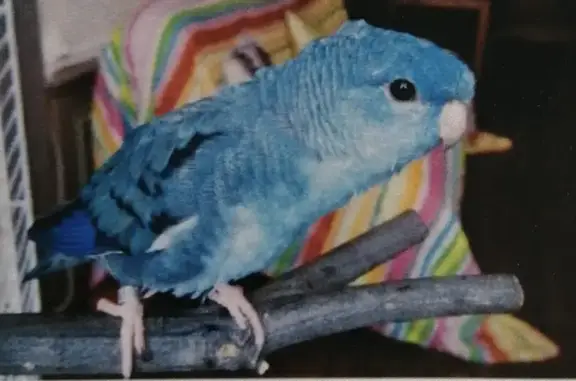 Animaux perdus Nîmes, photo: Chien disparu, perruche bleue baguée. Aidez-moi à la retrouver !