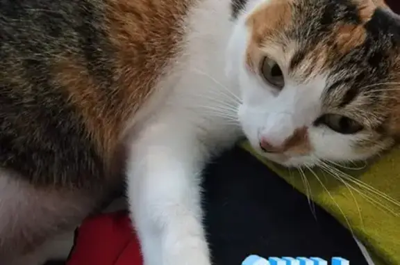 Lost Calico Cat: Manja, 6yo, Jurong West, Singapore