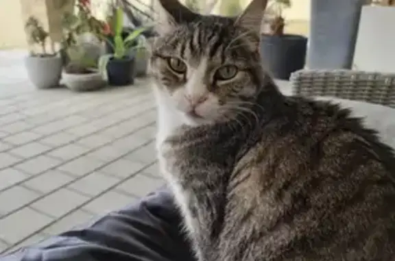 Lost: Chipped Male Tabby, No Fangs, Suttor Drive