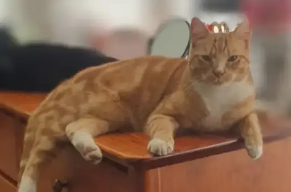 Lost Ginger Male Cat | Fauna Road, Penrith