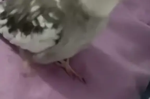 Lost grey + white cockatiel: Q q. $500 reward.