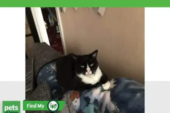 Lost: 10-year-old male cat, Alfie, with unique features