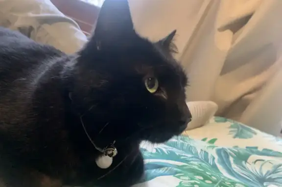 Lost: Chunky black cat with bell on Jutland Street