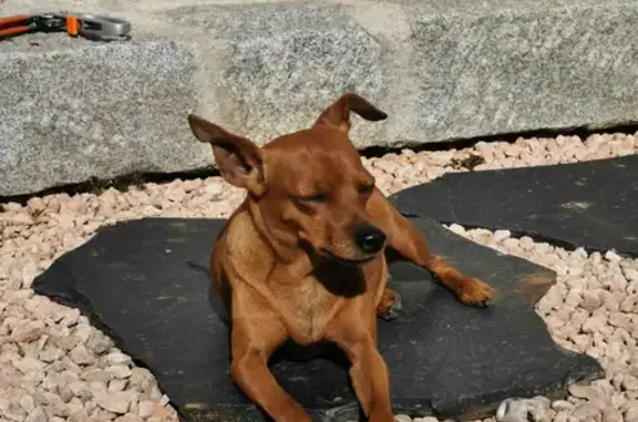 Chien perdu Mazé-Milon, photo : Chien Pinscher nain marron femelle disparu chez nous
