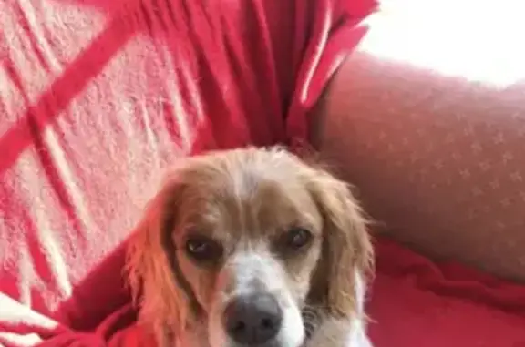 Missing Shy Brittany Spaniel, Help Find Eddie!