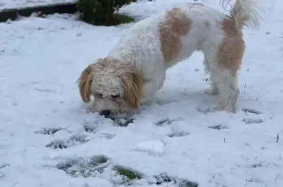 Missing White & Tan Cavashon Dog - Last seen on Prestbury Road