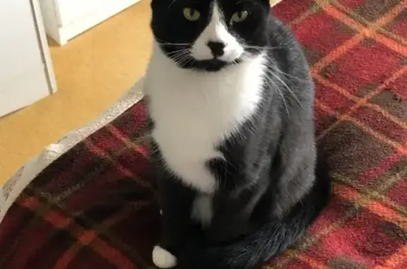 Lost Cat: Black & White, Missing from Frensham Close