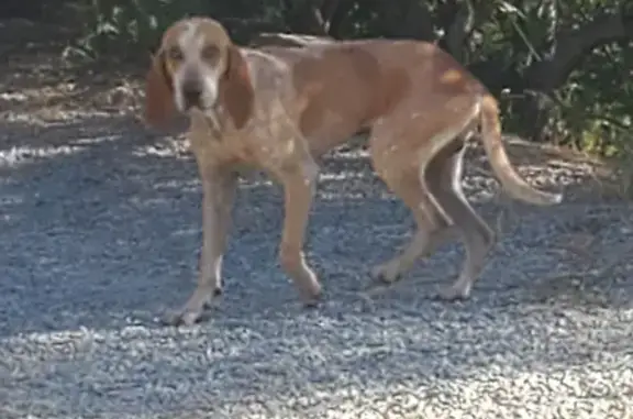 Chien trouvé, chasseur en forme, chez moi. - photo