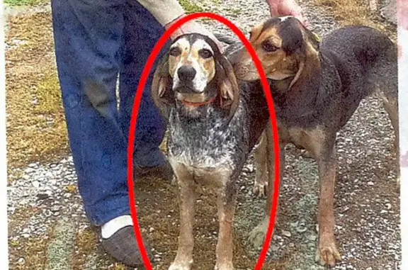 Chien perdu Bantanges, photo : Chien tricolore disparu Rue Commagne, 272, Bantanges