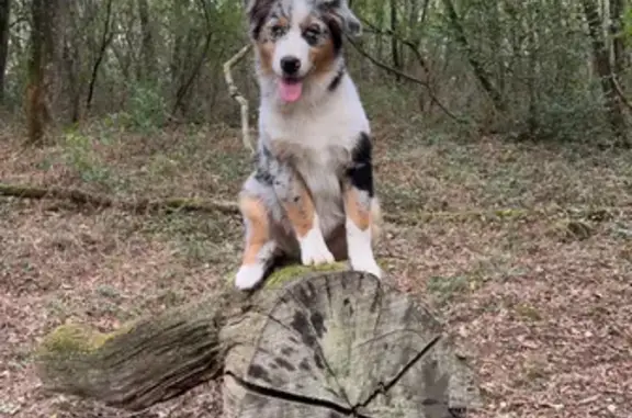 Animaux perdus Montberon, photo: Chien bleu merle disparu à Labastide