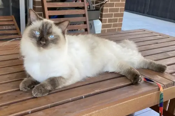 Lost Seal Point Ragdoll: Male Cat, 2.5 Years Old