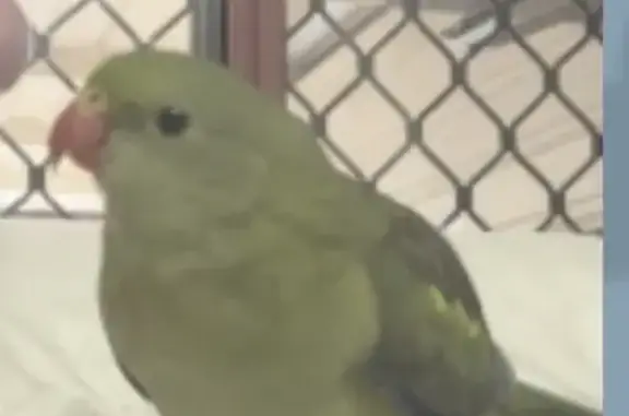 Lost Female Regent Parrot in Fairfield Heights - $200 Reward