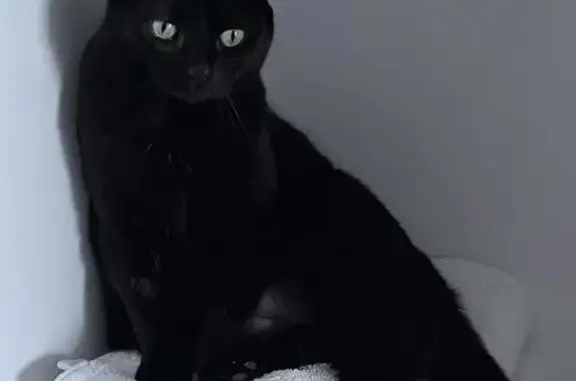 Lost: Timid Senior Black Cat, Gold Coast