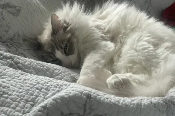 Lost Ragdoll Cat: Fluffy, Last Seen Church Gate