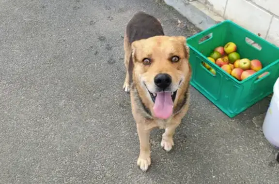 Chien mâle trouvé, non castré, type berger, Caen SE, Cagny - photo