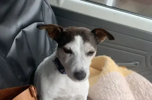 Missing Female Jack Russell: Help Find Bonnie!