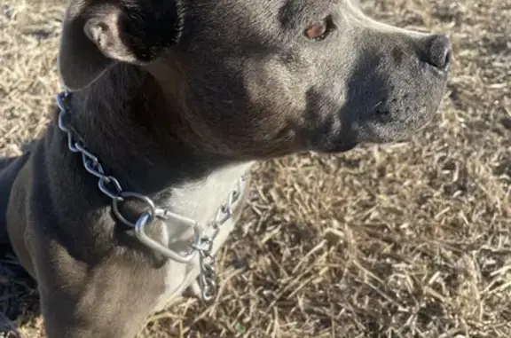Chien perdu Loupian, photo : Chien disparu, aidez-moi ! Staffie peureuse, Rue Marx Dormoy, 36, Loupian